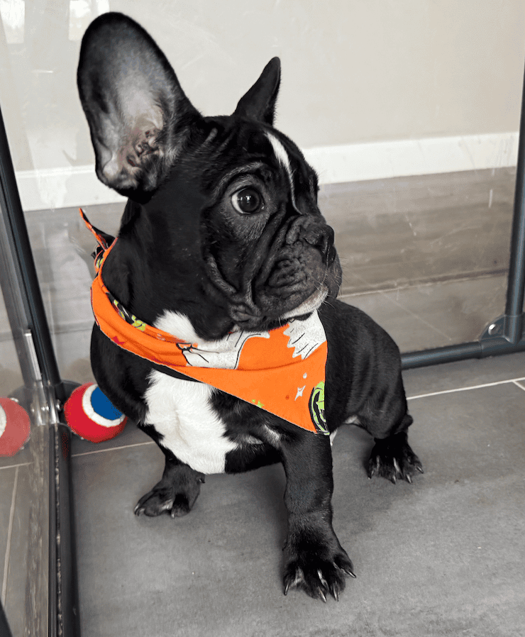 Screenshot 2025-09-29 at 7.29.43 PM